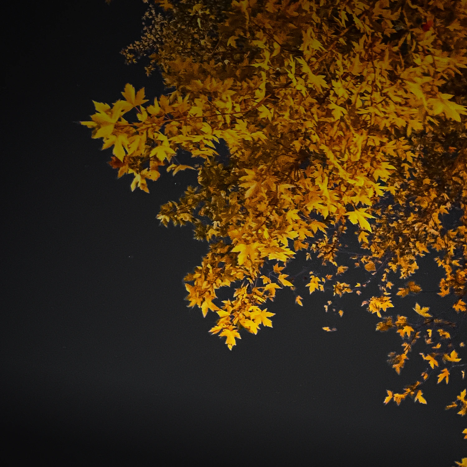 Five Early Autumn Classics