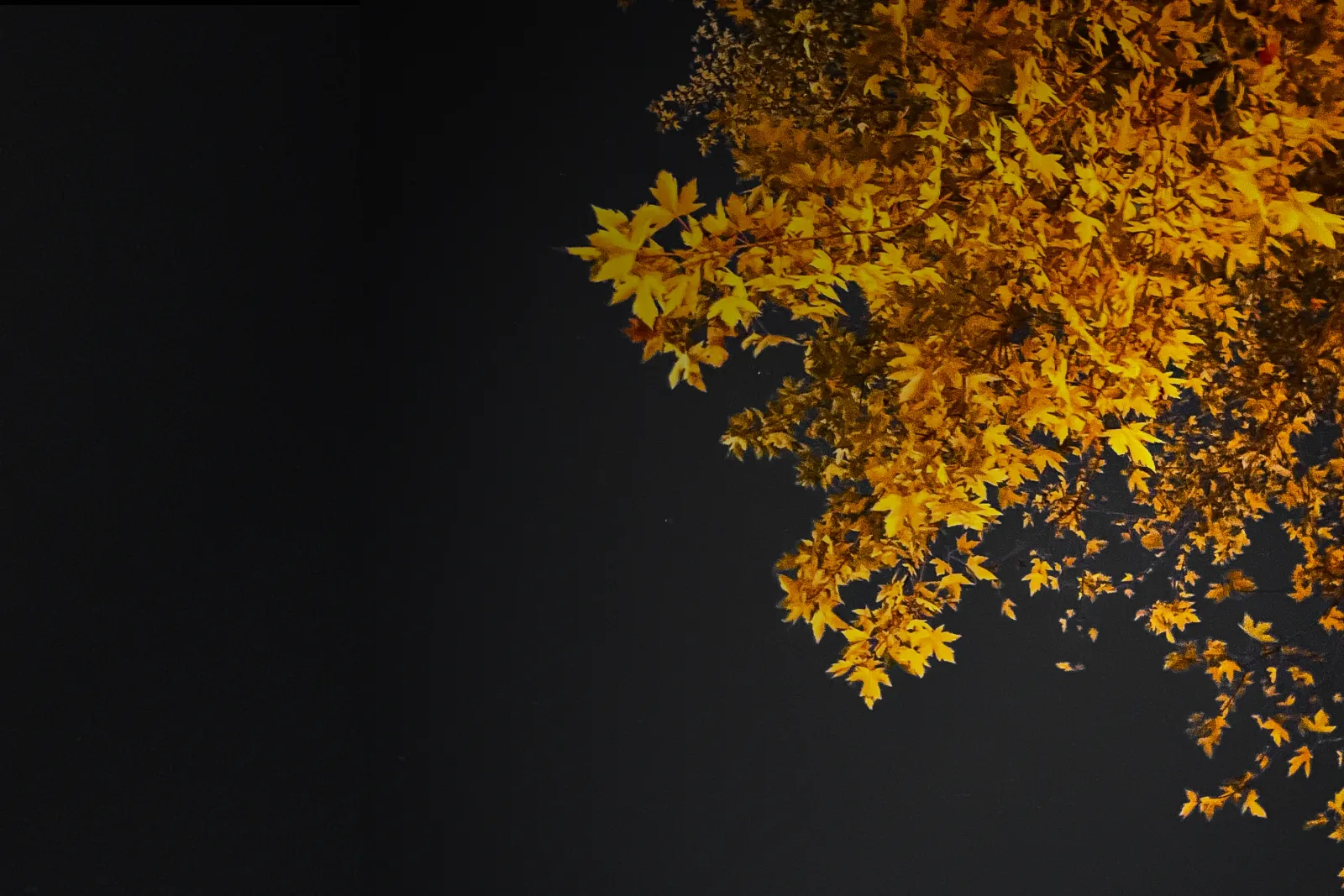 Five Early Autumn Classics