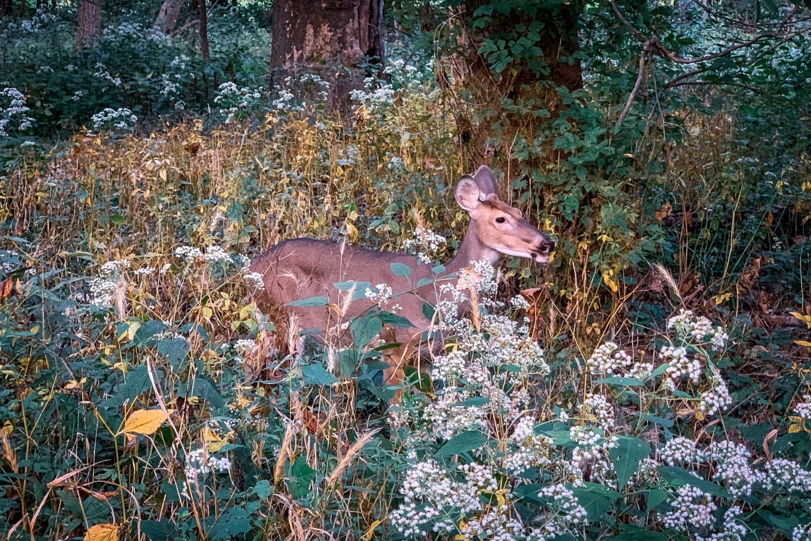 Encounter