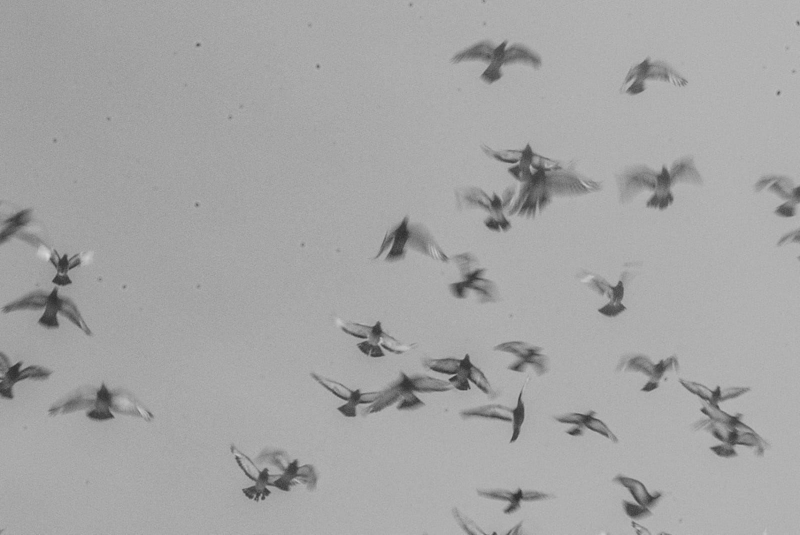 Birds